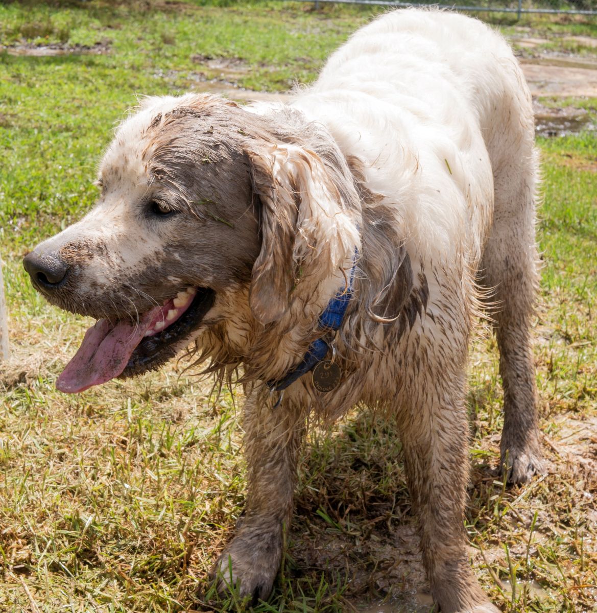 pet groomers