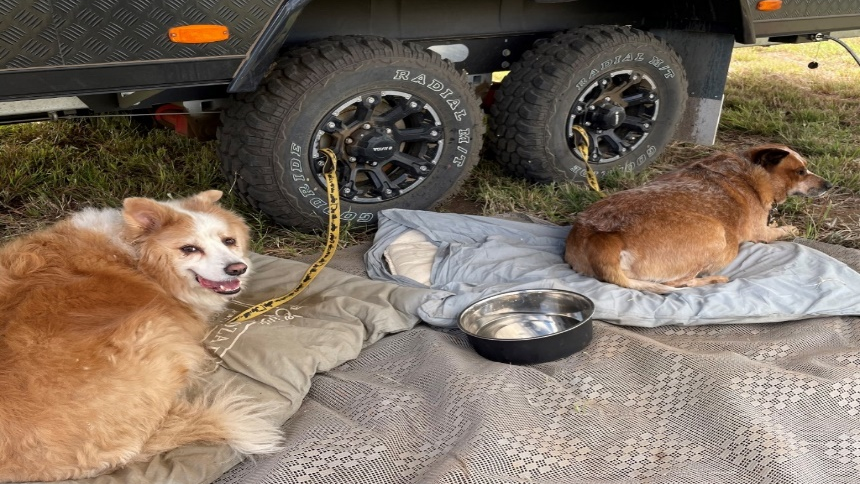 Pet lovers travelling