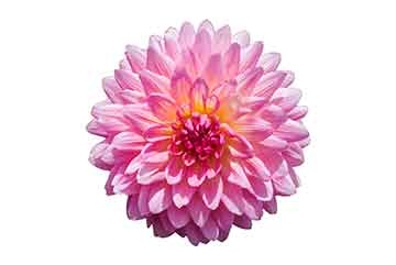 Chrysanthemum