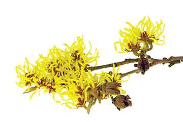 Witch Hazel