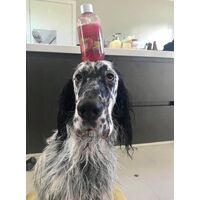 The Ultimate Guide To The Best Hypoallergenic Pet-Safe Shampoos by Smiley Dog image