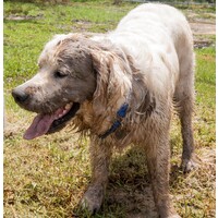 Things to keep in mind when grooming your furry babies: Dogs and cats  image